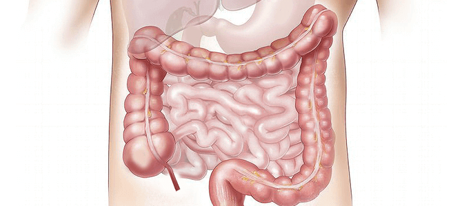 A culpa é do intestino